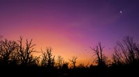 Silhouetted bare trees against a dramatic purple and orange sunset sky with a crescent moon, creating a moody twilight landscape scene suitable for backgrounds and nature projects.