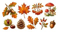 Autumn leaves, acorns, mushroom, and rowan berries isolated on white background. Fall season botanical elements for design, crafts, invitations, and seasonal decorations.