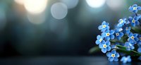 Delicate blue forget-me-not flowers against blurred bokeh background in soft evening light create romantic spring atmosphere for nature and garden designs.