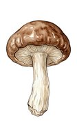 Brown mushroom with cream stem isolated on white background, rendered in watercolor style. Suitable for educational materials, botanical illustrations, cooking websites, recipe blogs, and design projects.