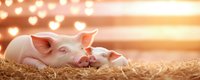 Mother pig and piglet lying together in golden straw nest at sunset, warm bokeh lights and heart shapes create tender atmosphere for animal care concept.
