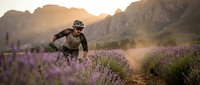 Mountain biker riding through purple lavender field at golden hour sunset with dramatic peaks in background for outdoor adventure sports marketing.
