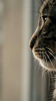 Close-up side profile of a tabby cat with sharp whiskers gazing forward, soft bokeh background highlighting feline curiosity and detail.