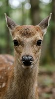 Young deer fawn portrait with alert expression in natural forest habitat. Close-up wildlife photography with soft bokeh background for nature and animal content.