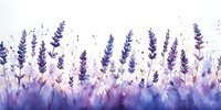 Lavender field with purple flowers fading into soft watercolor wash, isolated on white background for design projects and botanical artwork.