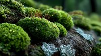 Lush green moss growing on dark rock surface in forest environment, creating natural texture contrast for nature and environmental design projects.