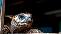 Close up portrait of a Galapagos tortoise head showing detailed scales and piercing blue eye against dark background, wildlife photography style macro shot.