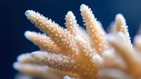 Close-up macro shot of coral polyps with tentacles extended showing detailed texture and natural patterns against deep blue marine background.