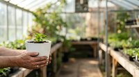 Male gardener holding potted succulent plant in greenhouse nursery with shelves of seedlings and natural light for horticulture and plant care.