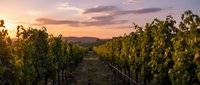 Vineyard rows at golden hour with warm sunset sky and distant mountains, suitable for wine industry, agriculture, and travel marketing.