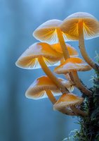 Glowing orange mushrooms growing in cluster against blue background, with delicate gills and dewdrops on caps creating magical forest atmosphere.
