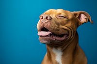 Happy brown pit bull type dog with closed eyes and tongue out against blue background, expressing joy and contentment in studio portrait setting.