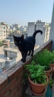 Black cat standing on rooftop ledge with potted plants, overlooking dense urban cityscape with residential buildings and clear sky. Perfect for pet, urban lifestyle, and travel content.