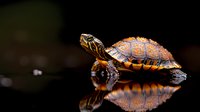 Small painted turtle swimming in dark water with mirror reflection, orange and brown shell patterns visible against black background, close-up nature photography.
