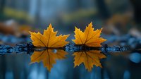 Two golden maple leaves floating on dark water surface with mirror reflection creating symmetrical nature composition in autumn season. Moody atmospheric photography.