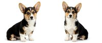 Two adorable Corgi puppies sitting side by side on white background, tricolor coat with black tan and white markings, perfect for pet advertising and design.