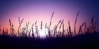 Silhouettes of wild grass and plants against vibrant purple sunset sky creating peaceful nature scene for meditation and relaxation backgrounds.