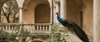 Majestic peacock perched on stone balustrade in elegant courtyard with classical architecture columns and arches creating luxurious Mediterranean atmosphere.