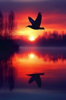 Silhouette of bird flying over calm lake at dramatic sunset with vibrant orange and purple sky colors reflecting in water creating peaceful nature scene.
