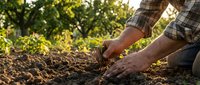 Farmer hands planting seedling in fertile soil during golden hour sunset. Organic agriculture, sustainable farming and crop cultivation concept.