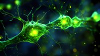 Glowing green neurons with synaptic connections on dark background showing neural network activity and brain cell communication in microscopic detail.