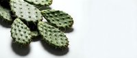 Green prickly pear cactus pads with spines on white background, isolated desert plant for botanical design and natural health concepts.