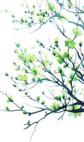 Delicate watercolor branches with fresh spring green leaves against white background, minimalist botanical art style for nature-inspired designs.