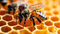 Detailed macro shot of honey bee on golden honeycomb cells showing intricate wing patterns, body segments and legs against blurred orange background.