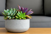 Colorful succulent plants arrangement in modern concrete planter pot on wooden table for home decor and indoor gardening projects.