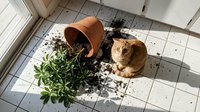 Ginger tabby cat sitting beside a knocked-over terracotta pot with spilled soil and green plant on white tile floor, looking guilty.