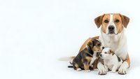 Mother dog with adorable newborn puppies sitting together on white background, isolated pet family portrait for animal care designs.