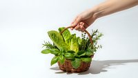 Hand reaching for wicker basket filled with fresh culinary herbs including basil and rosemary on clean white background for cooking and kitchen design.