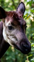 Close-up portrait of okapi head showing distinctive features in natural forest habitat with green foliage background for wildlife and conservation content.