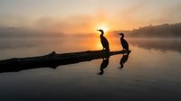 Two cormorants perched on a fallen log at sunrise, silhouetted against golden sky and calm water with misty atmosphere. Wildlife and nature photography.