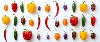 Colorful variety of fresh peppers arranged in rows on white background, showcasing bell, chili, jalapeno, habanero and cayenne types.