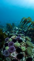 Underwater kelp forest with colorful sea urchins and marine life in deep blue ocean waters creating vibrant aquatic ecosystem for environmental content.