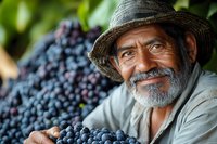 Smiling senior Hispanic farmer with gray beard wearing straw hat harvesting fresh ripe grapes in vineyard. Natural lighting highlights authentic agricultural scene.