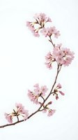 Delicate pink cherry blossom branch isolated on white background for spring design projects and botanical artwork.