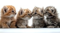 Four adorable fluffy kittens in a row looking up with curious expressions, featuring ginger and tabby colored fur on white background for pet and animal themes.