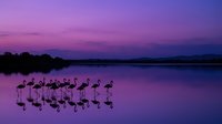 Flock of flamingos wading in shallow water at twilight with purple and pink sky reflected on calm lake surface for nature and wildlife themes.