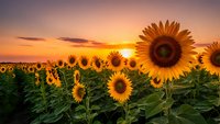 Sunflower field at golden hour sunset with warm orange sky and blooming flowers in agricultural landscape for nature backgrounds and summer concepts.