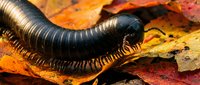 Black millipede crawling through colorful autumn leaves on forest floor. Natural wildlife macro photography for educational and nature content.
