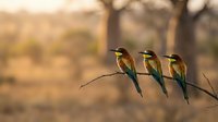 Three colorful bee-eater birds perched on thin branch against warm golden sunset background in natural wildlife habitat for nature photography.