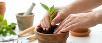Young adult hands planting seedling in terracotta pot with soil, mortar and pestle blurred background, gardening and horticulture concept for botanical care and growth.