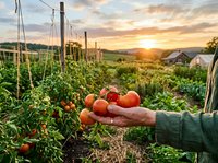 Farmer hands holding fresh ripe tomatoes in organic vegetable garden at golden sunset with greenhouse and rural landscape in background for healthy eating.