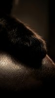 Close-up of black cat paw resting on human hand against dark background, showing fur texture and skin detail for pet care and animal companionship concepts.