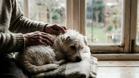 Senior man gently petting white fluffy dog resting on windowsill in cozy home interior. Peaceful moment of companionship and care between elderly owner and pet.