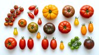 Assorted fresh tomatoes in various sizes, colors and varieties including cherry, heirloom and plum types arranged on white background for culinary, recipe and ingredient use.
