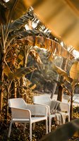 Tropical outdoor seating area with white modern chairs under banana palm trees during golden hour sunset creating warm atmospheric lighting for relaxation.