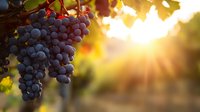 Ripe purple grapes hanging on vine in vineyard at sunset with golden sunlight rays creating warm atmosphere for wine harvest season.